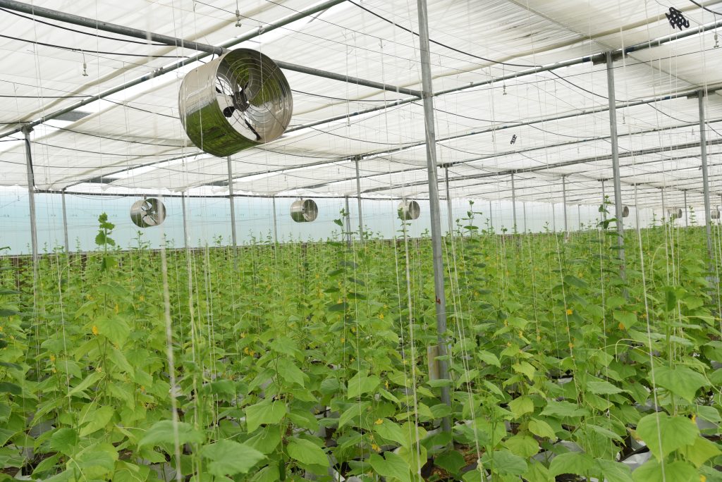 Greenhouse Air Circulation Fan