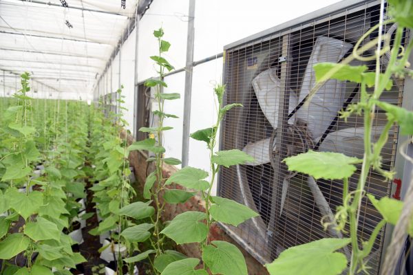 Greenhouse Ventilation Fan