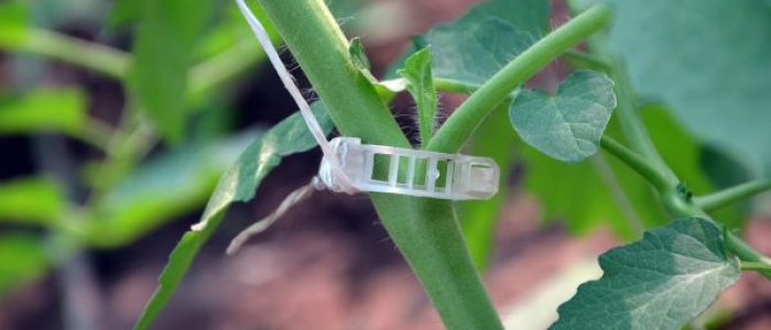Tomato Clip