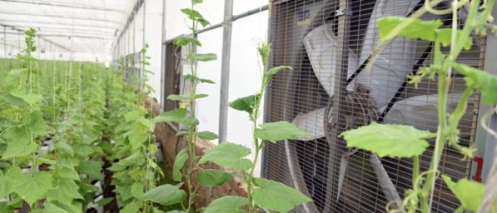 Greenhouse Ventilation Fan