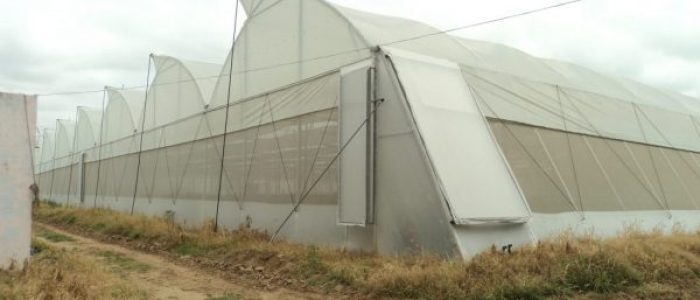 Essen Suncool Poly Film